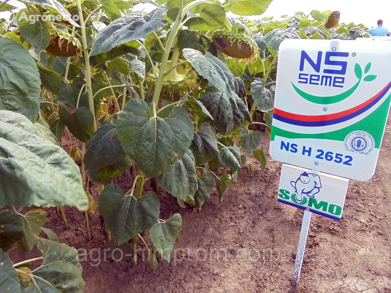 Slnečnicové semienka NS X 2652 Extra pre Granstar p.v. 109 dní; vysoký olej