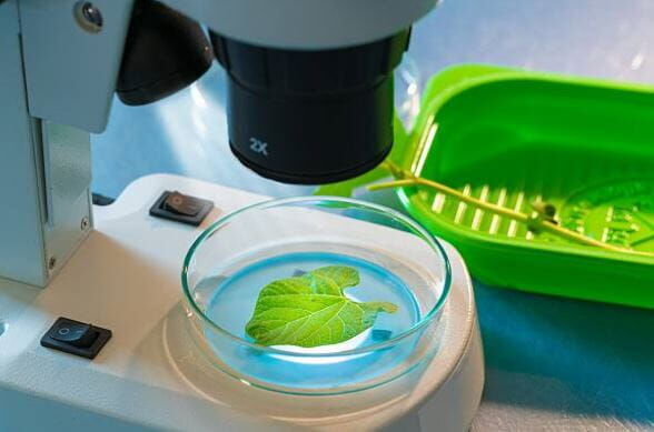 Agro Smart Lab Hubové choroby rastlín - testovanie choroboplodných zárodkov